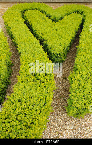 Box Hedge (Buxus sempervirens) in der Form eines Herzens in einer Knott Garten abgeschnitten in den Cotswolds, Gloucestershire, England, Großbritannien Stockfoto