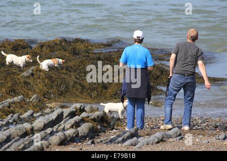 Drei Hunde genießen einen Atemzug in den Algen am Strand von Aberystwyth an einem heißen Sommertag Stockfoto