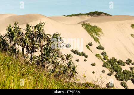 Sand Dunes National Park, Sigatoka, Fidschi Stockfoto