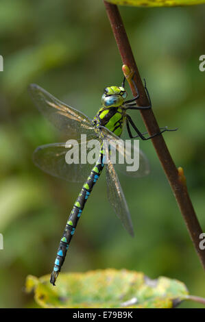 Libelle südlichen Hawker Aeshna cyanea Stockfoto