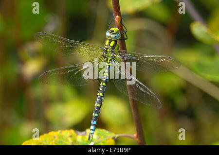 Libelle südlichen Hawker Aeshna cyanea Stockfoto