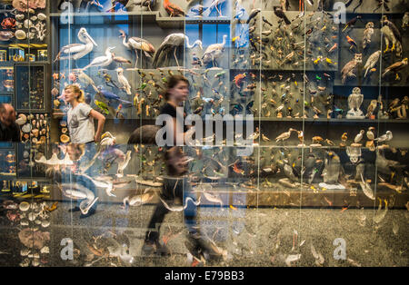 Darmstadt, Deutschland. 10. September 2014. Mitarbeiter stehen vor einer Wand mit ausgestopften Tieren während einer Vorschau des Hessisches Landesmuseums in Darmstadt, Deutschland, 10. September 2014. Das Museum wurde zu einem Preis von 80 Millionen Euro renoviert und wird am 11. September nach sieben Jahren wiedereröffnet. Es ist eines der ältesten Museen in Deutschland öffentlich besessen. Es beherbergt Sammlungen der vor- und Frühgeschichte, Gemälde, zoologischen Sammlungen sowie griechische und römische Archäologie. Foto: FRANK RUMPENHORST/Dpa/Alamy Live News Stockfoto