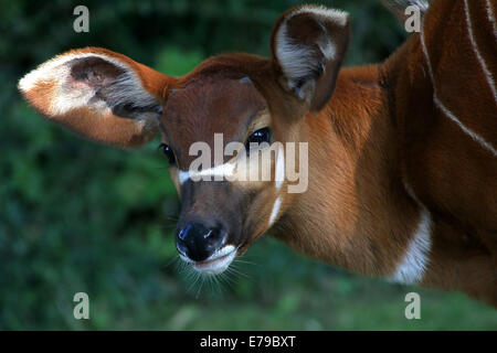 Juvenile Bongo-Antilope (Tragelaphus Eurycerus)-Nahaufnahme des Kopfes Stockfoto