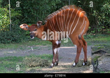 Gefangenschaft junge weibliche afrikanische Bongo Antilope (Tragelaphus Eurycerus), aufgenommen im Burgers' Zoo, Arnheim, Niederlande Stockfoto