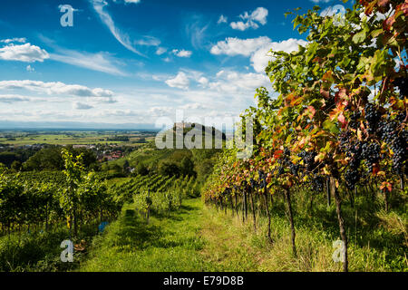 Weinberge und Burg Staufen, hinter dem Rheintal, Staufen Im Breisgau, Markgräflerland, Schwarzwald, Baden-Württemberg Stockfoto