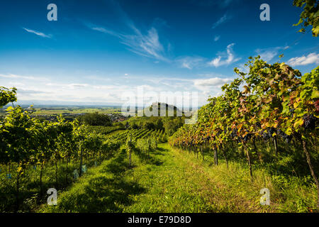 Weinberge und Burg Staufen, hinter dem Rheintal, Staufen Im Breisgau, Markgräflerland, Schwarzwald, Baden-Württemberg Stockfoto