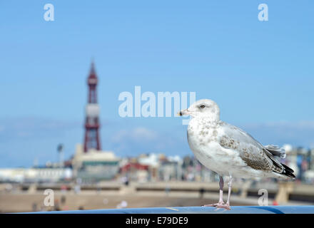 Eine junge weniger schwarz backed Gull sitzt auf dem Geländer der Promenade in Blackpool mit dem Sandstrand und Blackpool Tower im Hintergrund Stockfoto