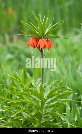 Crown Imperial Fritillary (Fritillaria Imperialis Rubra), Blüte, Thüringen, Deutschland Stockfoto