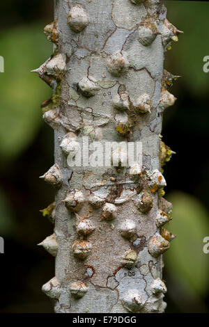 Dornige Rinde des Baumes Seide Zahnseide (Ceiba Speciosa), Naturschutzgebiet Tambopata, Region Madre De Dios, Peru Stockfoto