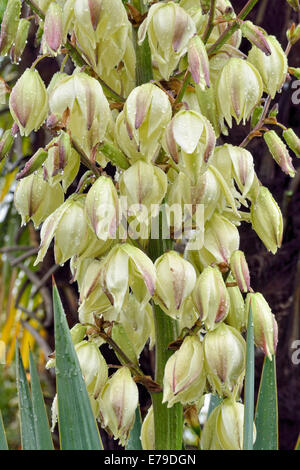 Adams Nadel, spanische Bajonett oder Löffel-Blatt Yucca (Yucca Filamentosa) bei Regen, Kanton Tessin, Schweiz Stockfoto