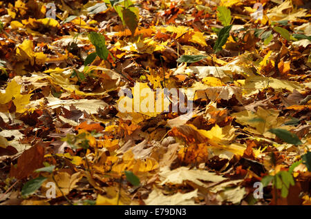 Herbstliche Boden von den abgefallenen Blättern Stockfoto