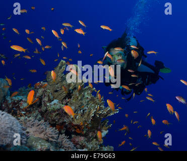 Taucher, umgeben von Wolken von Juwel Fee Basslets, Soraya Riff, Rotes Meer, Ägypten Stockfoto