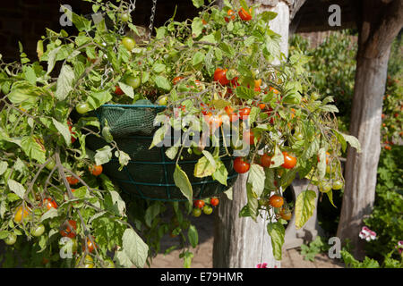 Tomaten - Tumbler wächst in eine Blumenampel im freien RHS, Rosemoor, Devon Stockfoto