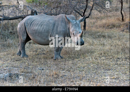 Südafrika, Kruger NP, White Rhino, Ceratotherium simum Stockfoto