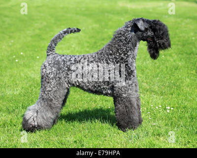 Der Kerry Blue Terrier Frühlingsgrün Gras Stockfoto