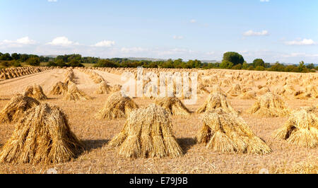 Weizen Stooks geerntet für thatching stehend trocknen in einem Feld nach der Ernte, Marden, Wiltshire, England Stockfoto