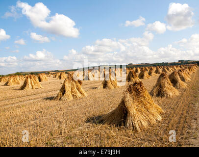 Weizen Stooks geerntet für thatching stehend trocknen in einem Feld nach der Ernte, Marden, Wiltshire, England Stockfoto