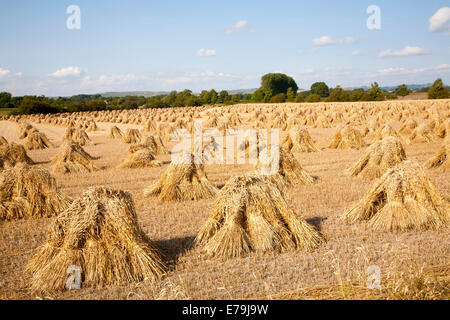 Weizen Stooks geerntet für thatching stehend trocknen in einem Feld nach der Ernte, Marden, Wiltshire, England Stockfoto