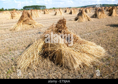 Weizen Stooks geerntet für thatching stehend trocknen in einem Feld nach der Ernte, Marden, Wiltshire, England Stockfoto