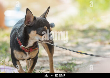 Kleine schwarze Hund Chihuahua am Strand Stockfoto