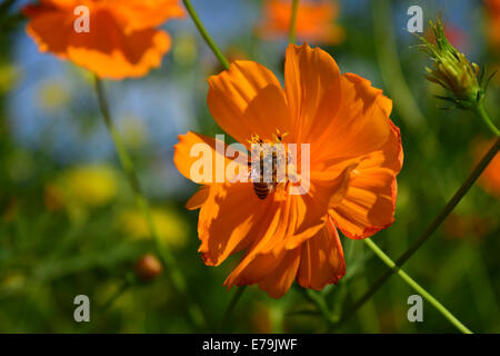 Honigbiene auf Calendula Blume Kerala Indien Stockfoto