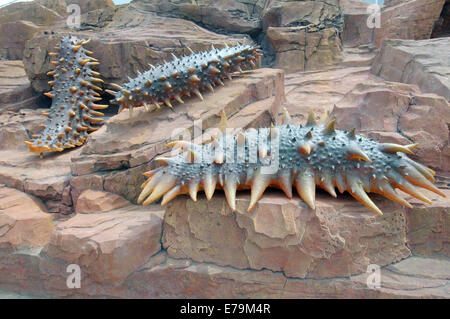 Seegurken (Apostichopus Japonicus) auf dem Territorium des Ozeanarium, Vladivostok, Insel Russki Fernost Skulptur Stockfoto