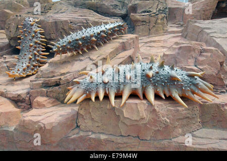 Seegurken (Apostichopus Japonicus) auf dem Gebiet der Insel Russkij Ozeanarium, Wladiwostok, Skulptur Stockfoto