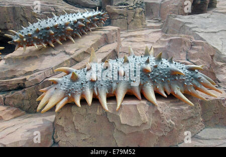 Seegurken (Apostichopus Japonicus) auf dem Gebiet der Insel Russkij Ozeanarium, Wladiwostok, Skulptur Stockfoto