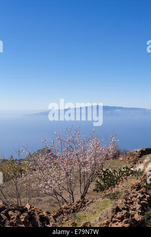 Prunus Dulcis, Mandel-Bäume in voller Blüte im Februar in der Nähe von Santiago del Teide auf Teneriffa, Kanarische Inseln, Spanien. Stockfoto