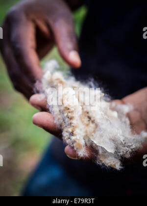 Person, die Kapok, eine baumwollartige Flaum aus Samenkapseln von Ceiba Pentandra, auf Insel Sansibar gewonnen. Stockfoto