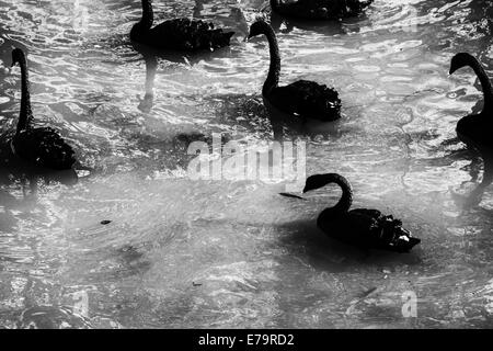 Dunkle Schwäne - schwarz / weiß Bild mehrere schwarze Schwäne auf einem See Stockfoto