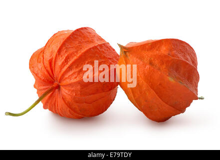 Zwei Blumen der Physalis isoliert auf weißem Hintergrund Stockfoto