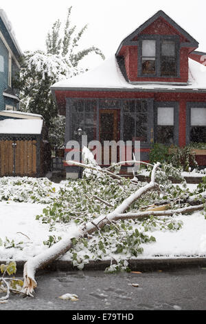 Calgary, Alberta, Kanada, 10 Sep, 2014. Wie fallender Schnee den Boden decken, bewirkt, dass das Gewicht des kumulierten Nassschnee ein Ast zu brechen, eine Szene wiederholt quer durch die Stadt. Calgarys Alarmzentrale NAZ eröffnet als Reaktion auf den Spätsommer Sturm die Stromausfälle, umgestürzte Bäume und Verkehrsunfälle zu geführt hat. Bürgermeister Nenshi angekündigt auf Twitter, dass die 3 Prioritäten sind öffentliche Sicherheit macht wiederherstellen und löschen Schutt. Bildnachweis: Rosanne Tackaberry/Alamy Live-Nachrichten Stockfoto