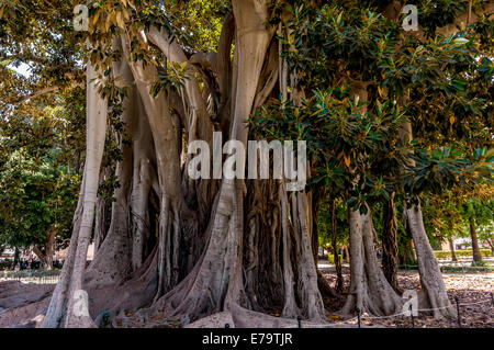 Banyan-Baum in Sizilien, Europa Stockfoto