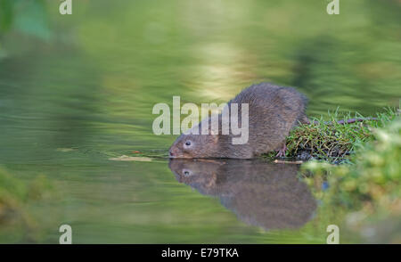 Schermaus - Arvicola Terrestris neben A Stream. UK Stockfoto