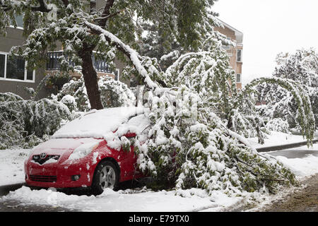 Calgary, Alberta, Kanada, 10. Sep 2014. Wie fallenden Schnee decken den Boden, das Gewicht des angesammelten nasser Schnee verursacht einen Ast zu brechen und auf ein Auto fällt, eine Szene in der Stadt wiederholt. Calgary's Emergency Operations Center eröffnet in Reaktion auf den späten Sommer Sturm, um Stromausfälle, umgestürzte Bäume und Verkehrsunfällen geführt hat. Bürgermeister Nenshi angekündigt auf Twitter, dass die 3 Prioritäten der öffentlichen Sicherheit, die Wiederherstellung der Stromversorgung und Clearing Ablagerungen. Credit: Rosanne Tackaberry/Alamy leben Nachrichten Stockfoto