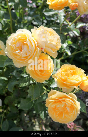 Rosa Charlotte "Auspoly" Stockfoto