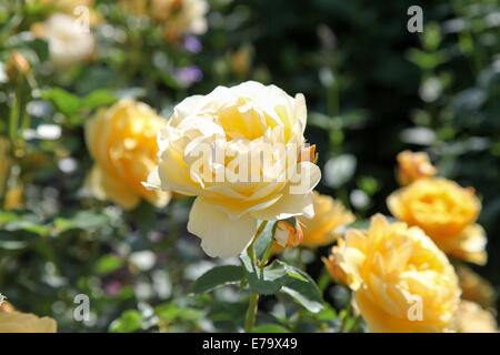 Rosa Charlotte "Auspoly" Stockfoto