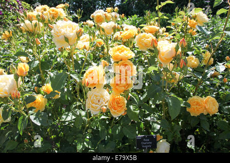 Rosa Charlotte "Auspoly" Stockfoto