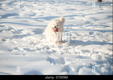 ein Samoed Hund weiß Stockfoto