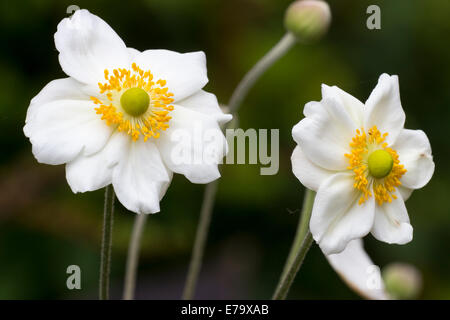 Gelbe anthered weißen fünfblättrigen Blüten in der japanischen Anemone, Anemone X hybrida 'Honorine Jobert' Stockfoto