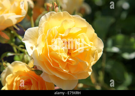 Rosa Charlotte "Auspoly" Stockfoto