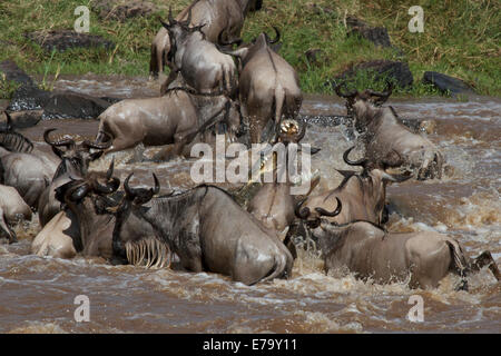 Ein massive 5 Meter Nilkrokodil angreift und ertrinkt ein Streifengnu während der Völkerwanderung in der Masai Mara in Kenia. Stockfoto