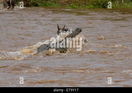 Ein massive 5 Meter Nilkrokodil angreift und ertrinkt ein Streifengnu während der Völkerwanderung in der Masai Mara in Kenia. Stockfoto