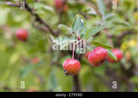 Malus. Miniatur-Äpfel auf ein Bonsai-Baum. Stockfoto