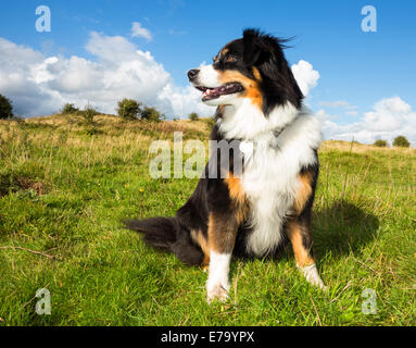 Ein Tri-color Border Collie Hund auf einem Windgeblasener Hügel in Wales Stockfoto