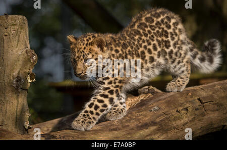 Weibliche Amur Leopard Cub zu Fuß auf Baum Stockfoto