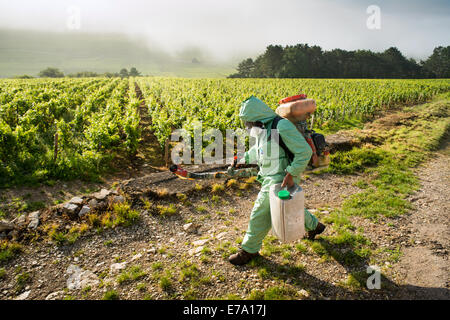 Mann zu Fuß in Weinberg Spritzen Chemikalien auf Reben, Pommard, Burgund, Frankreich Stockfoto