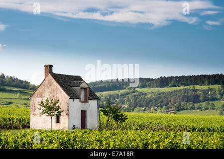 Weingut. Pommard, Côte de Beaune, d ' or, Burgund, Frankreich Stockfoto