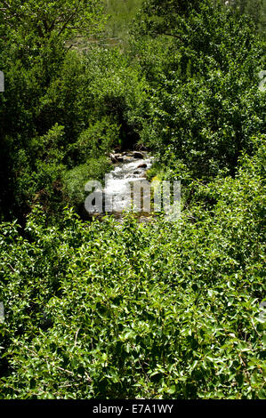 Wandern bis McGee Creek Canyon in der California High Sierra Stockfoto